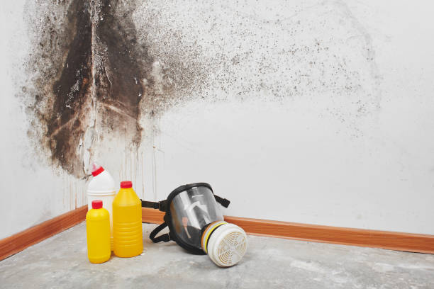 Best Attic Mold Removal  in Indian River Shores, FL